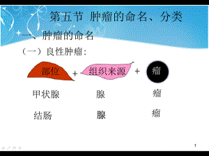 肿瘤的命名和分类PPT课件.ppt