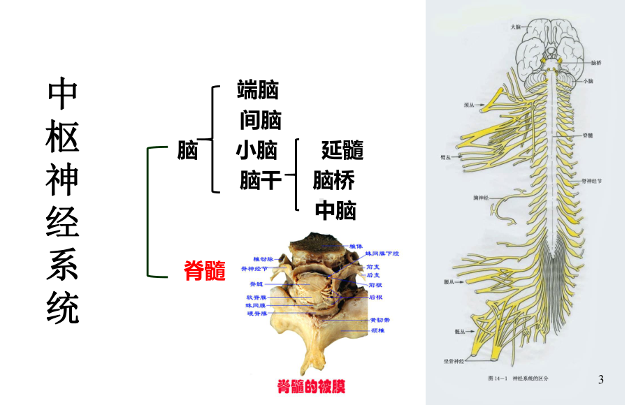 脊髓损伤的康复护理业务学习PPT课件.ppt_第3页