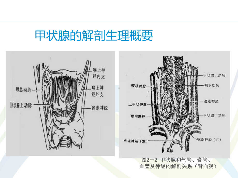 甲状腺疾病病人的护理-ppt课件1.ppt_第3页