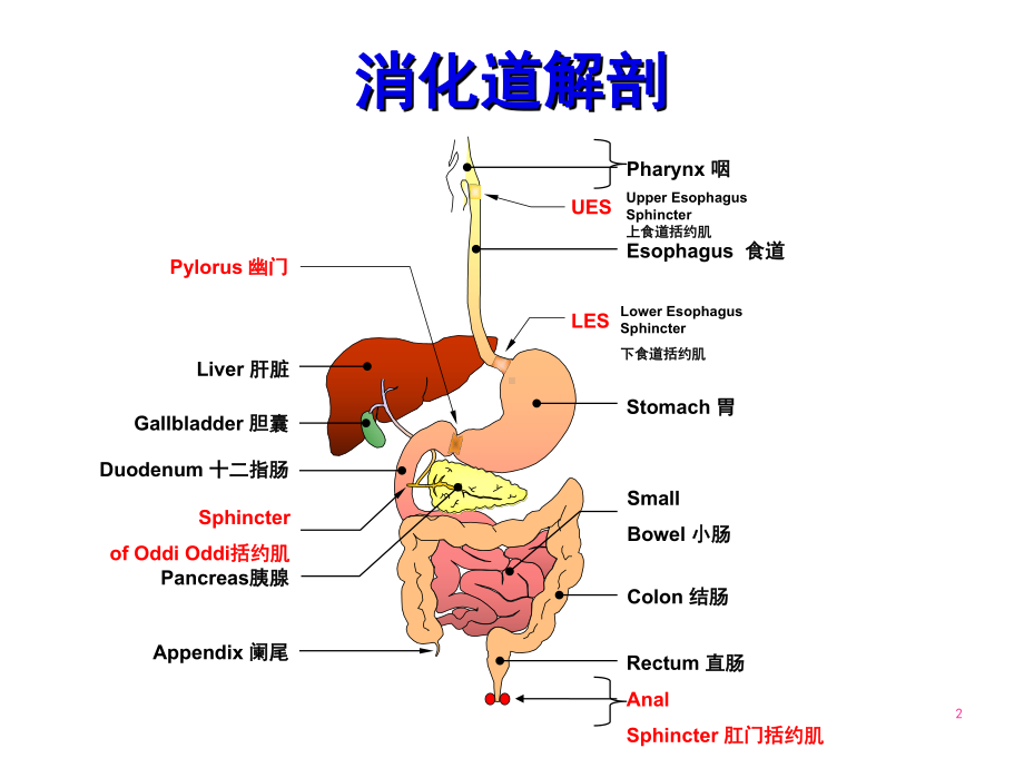 胃炎和消化性溃疡药物治疗PPT课件.ppt_第2页