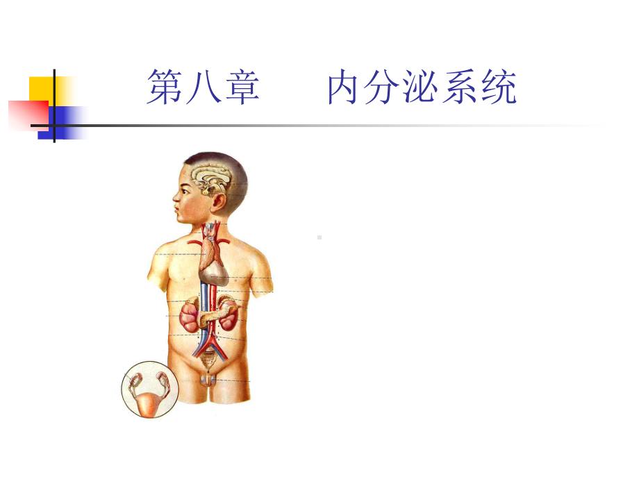 内分泌系统课件.ppt_第1页