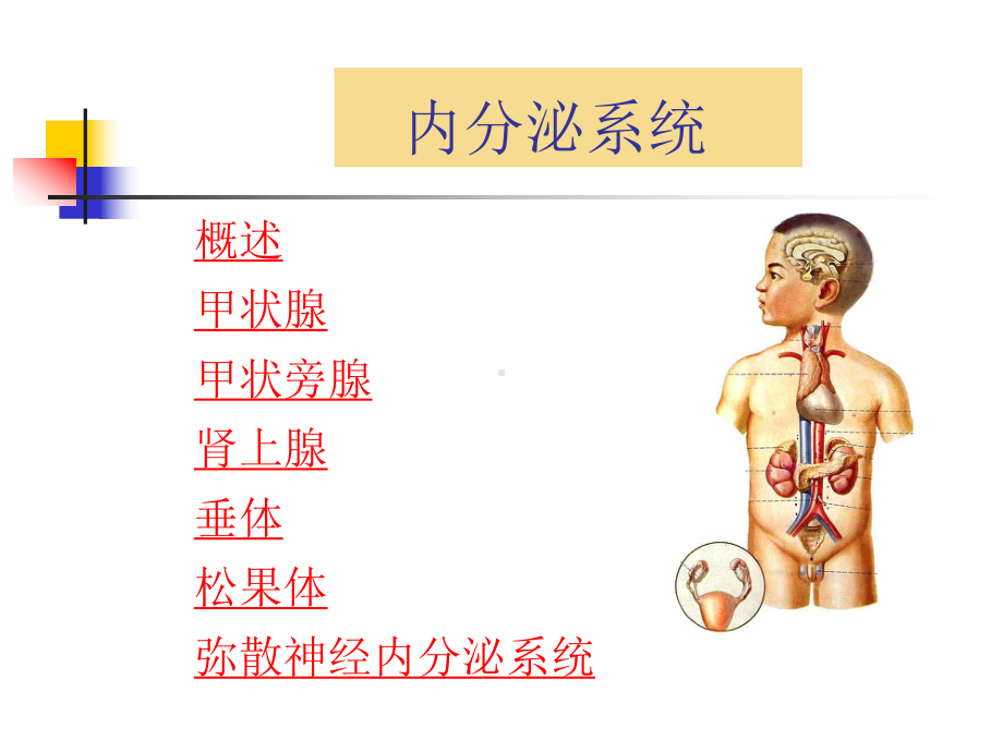 内分泌系统课件.ppt_第2页