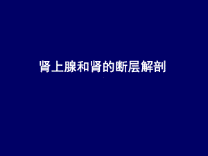 肾上腺和肾的断层解剖-腹部断层解剖学人体断层解剖课件.ppt