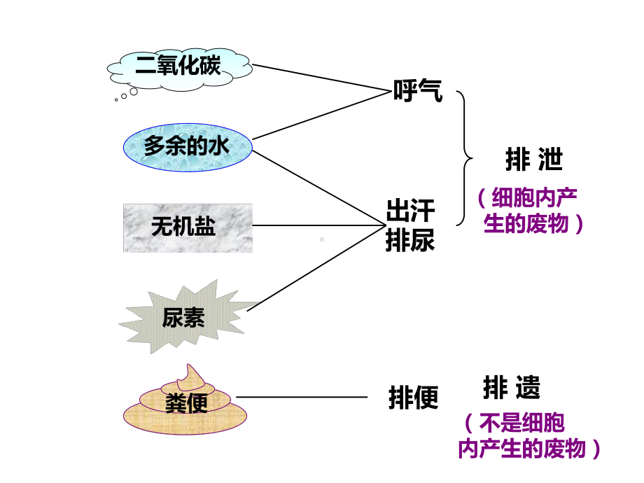 人体泌尿系统的组成完整版课件.pptx_第2页