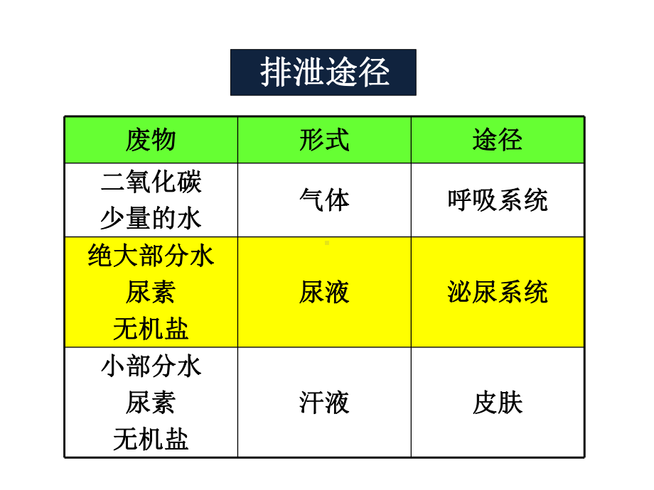 人体泌尿系统的组成完整版课件.pptx_第3页