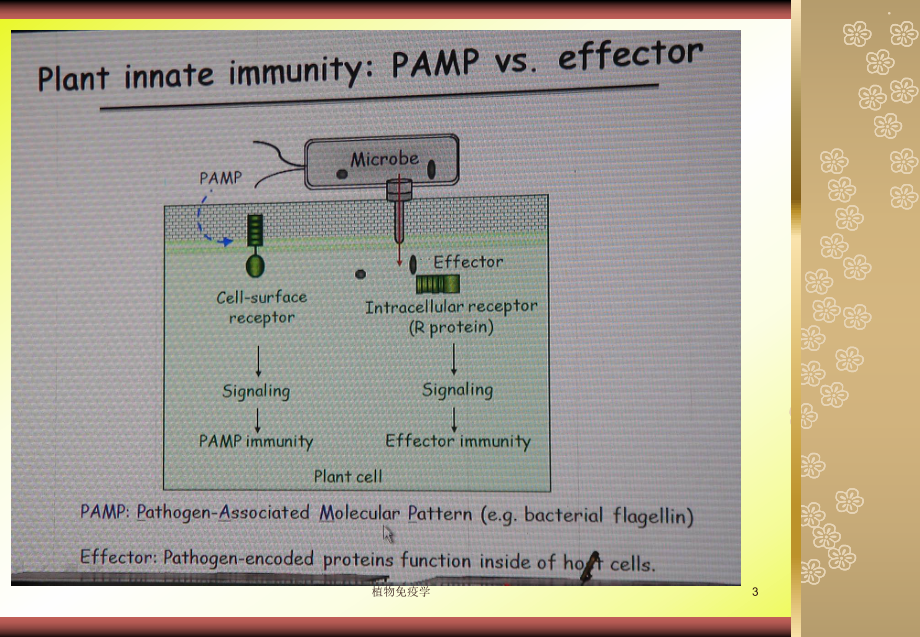 植物免疫学ppt课件.ppt_第3页