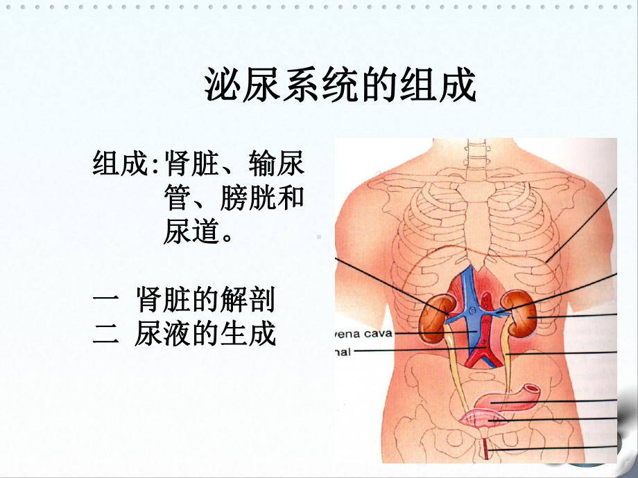 肾脏解剖课件.ppt_第1页