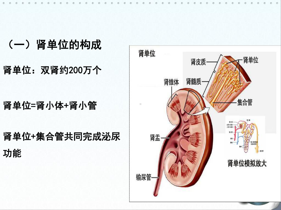 肾脏解剖课件.ppt_第3页