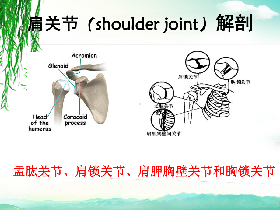 肩关节痛的鉴别诊断ppt课件.ppt_第2页