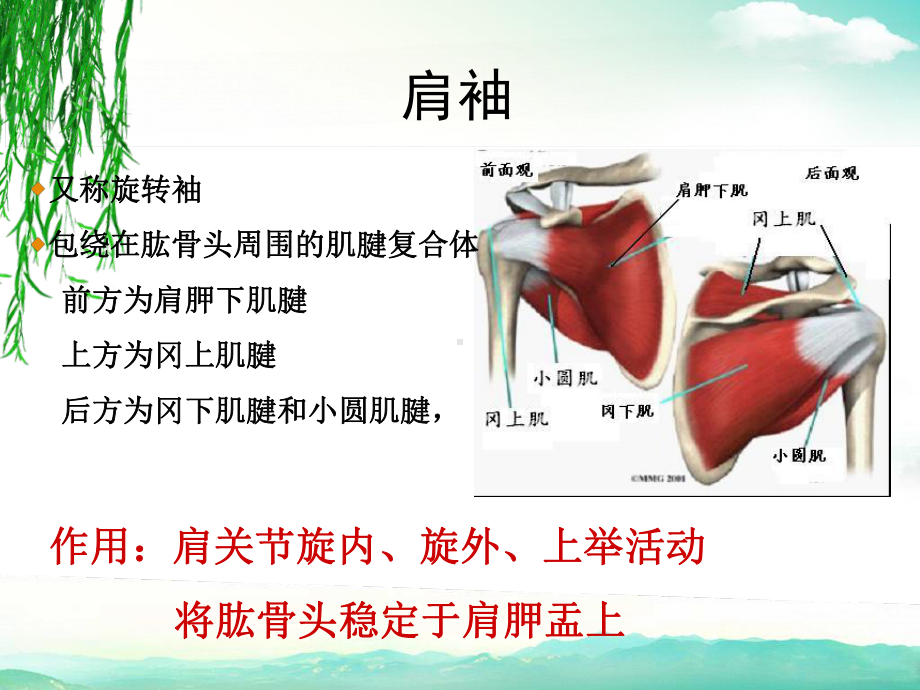 肩关节痛的鉴别诊断ppt课件.ppt_第3页