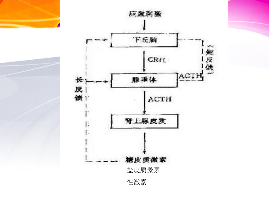 最新促肾上腺皮质激素ACTH兴奋试验主题讲座课件.ppt_第3页