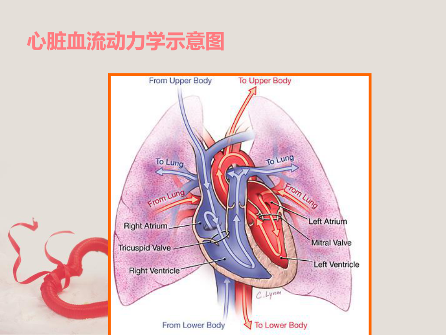 二尖瓣关闭不全的护理查房-PPT课件.ppt_第2页