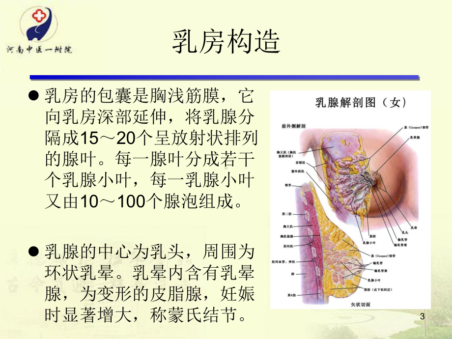 急性乳腺炎的护理和辩证施护PPT课件.ppt_第3页