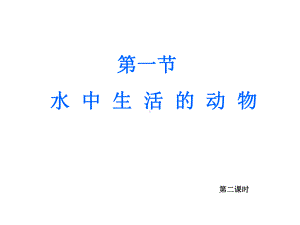 鳃丝毛细血管课件.ppt