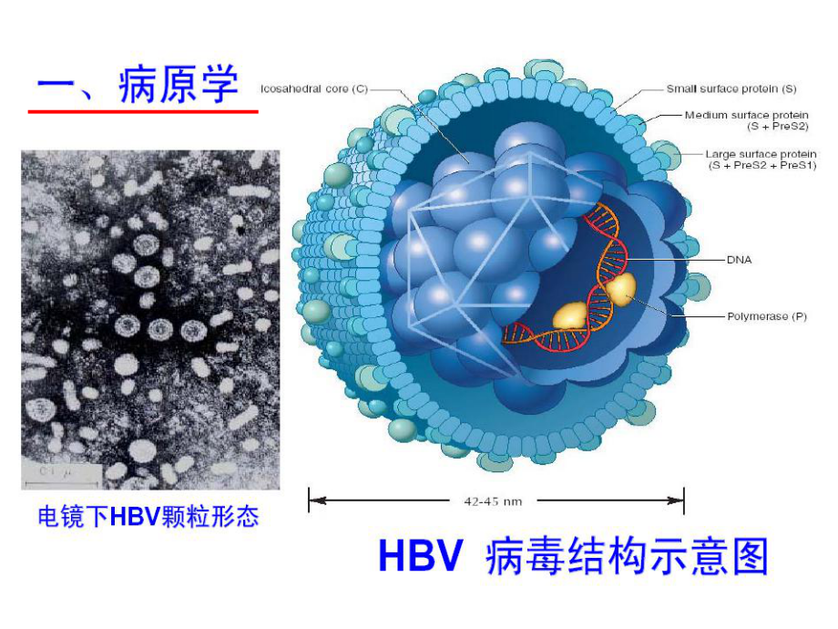 对慢性乙肝防治新思考课件.ppt_第2页