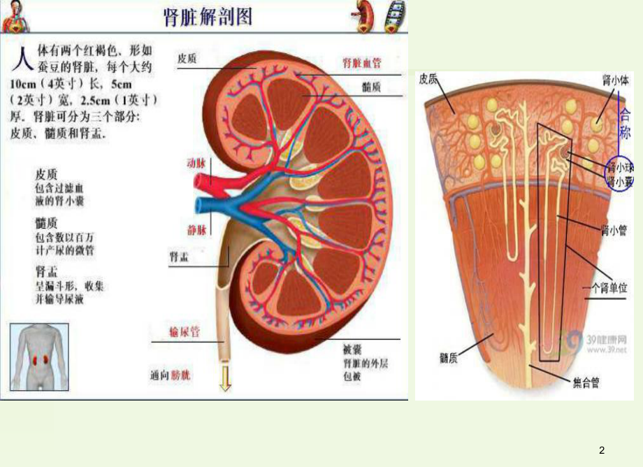 [诊断学]常用肾功能实验室检测.课件.ppt_第2页