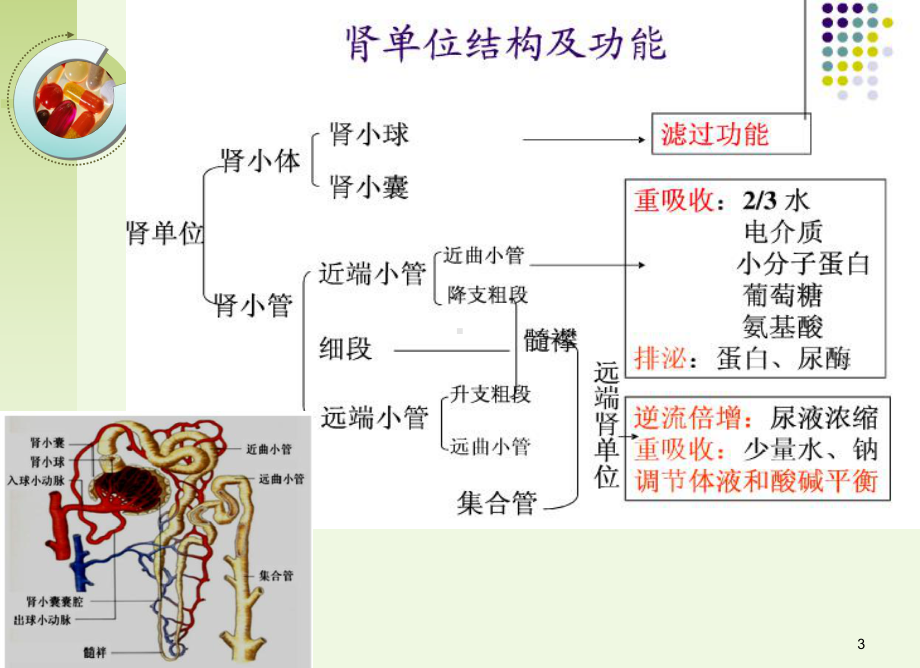 [诊断学]常用肾功能实验室检测.课件.ppt_第3页