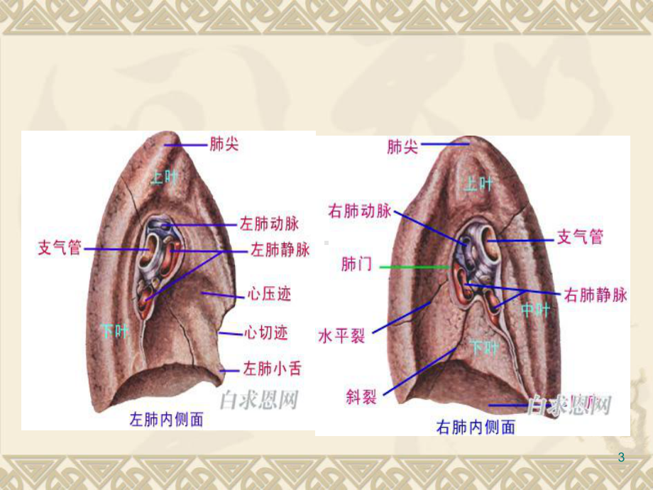 胸腔镜肺癌根治的手术配合PPT课件.ppt_第3页