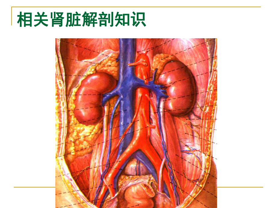 肾脏活检技术PPT课件.ppt_第3页