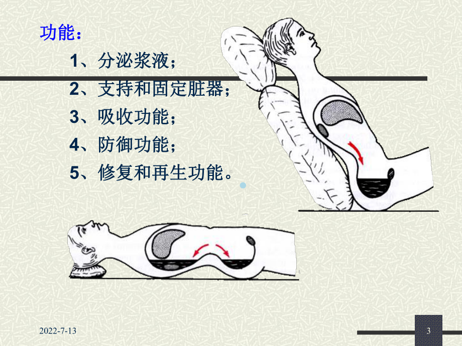 腹膜.腹膜腔课件.ppt_第3页