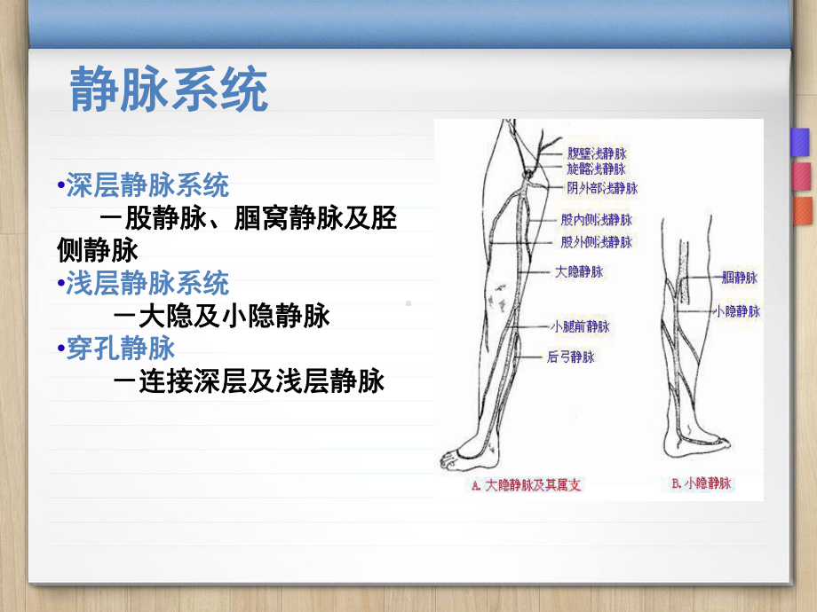 讲座下肢溃疡PPT课件.ppt_第3页