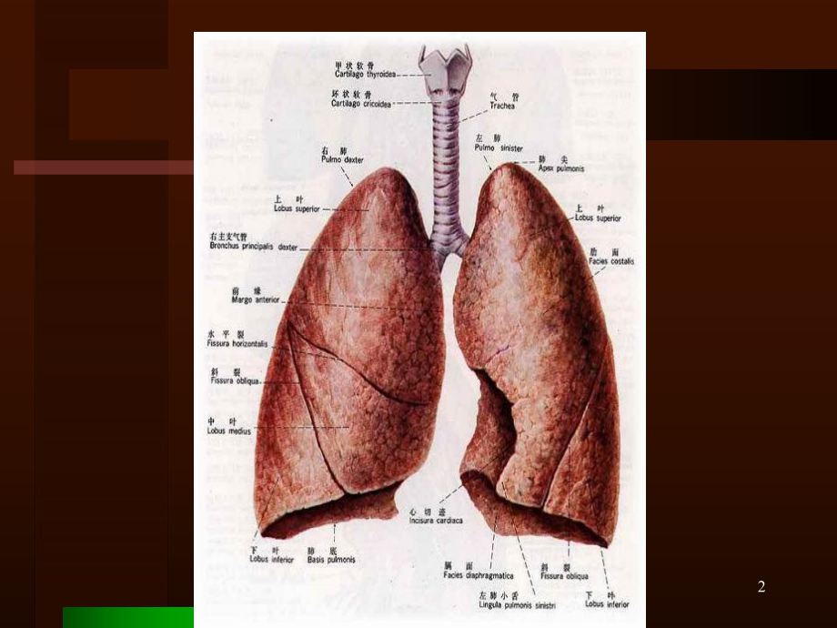 慢性支气管炎PPT课件1.ppt_第2页
