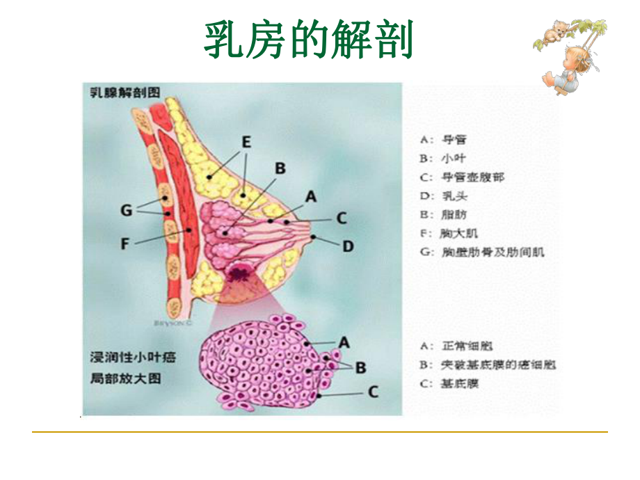 乳腺科、乳腺癌专科知识讲座课件.ppt_第2页