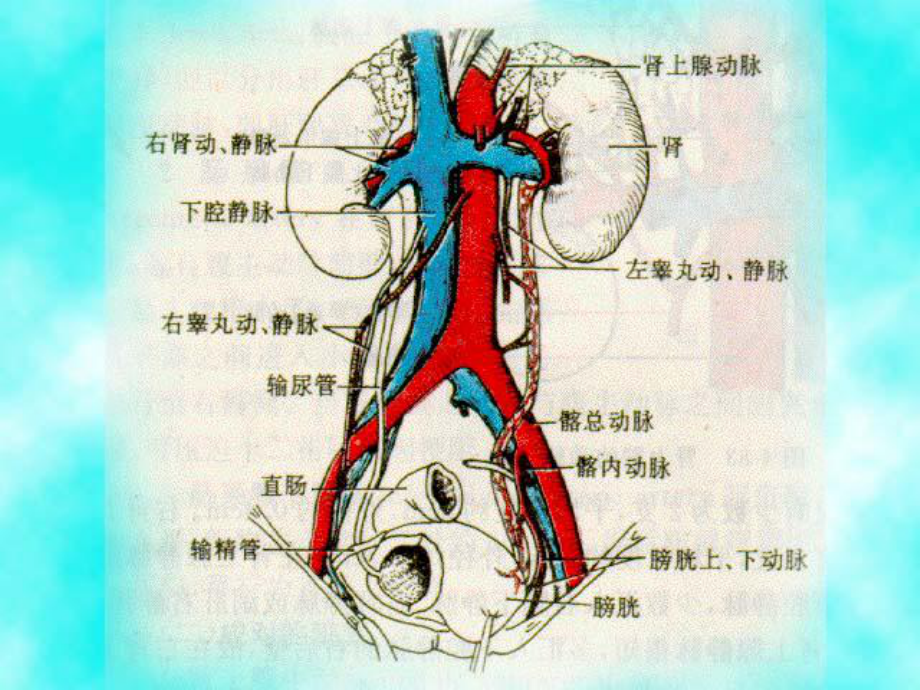 泌尿男性生殖系统外科检查和诊断PPT课件.ppt_第3页