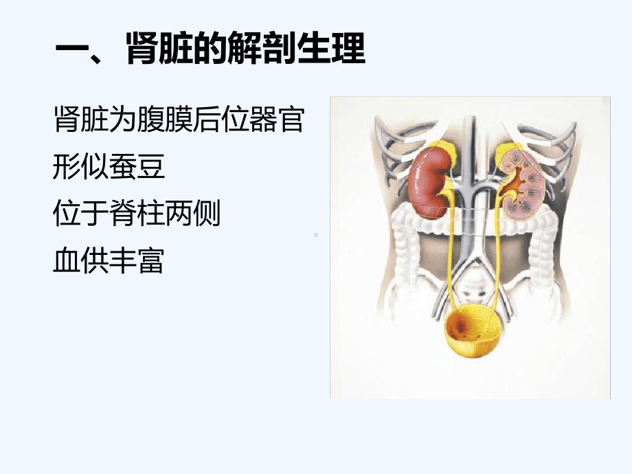 麻醉与肾脏2课件.ppt_第2页