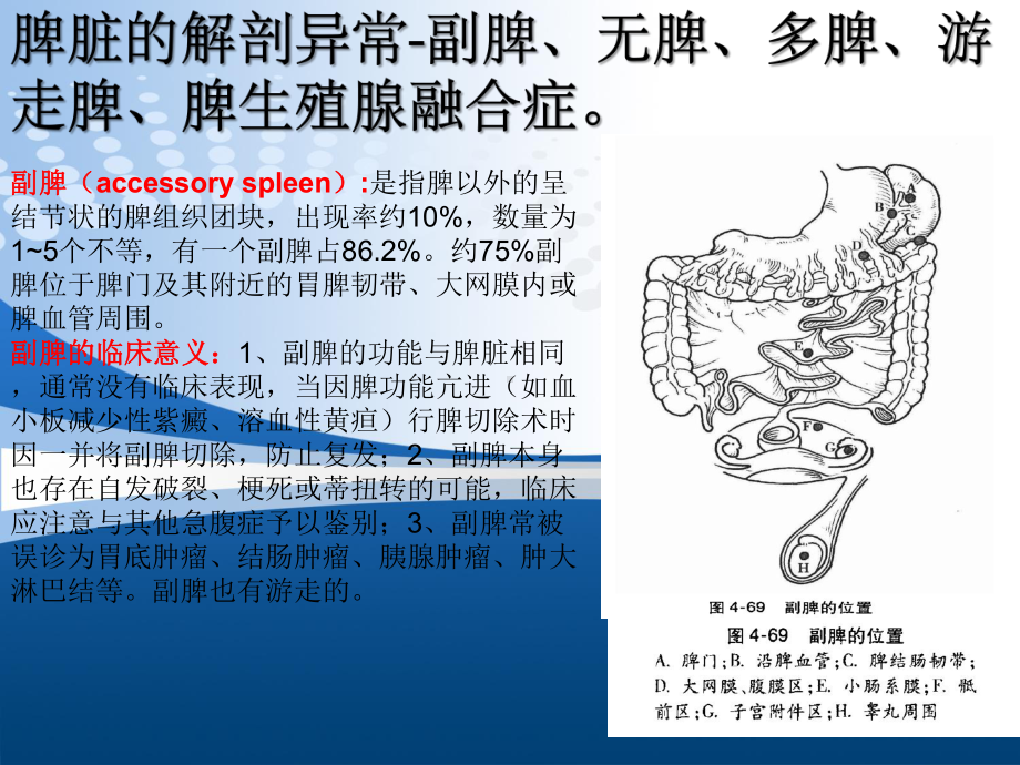 脾脏的应用解剖以及脾切除术ppt课件.pptx_第3页