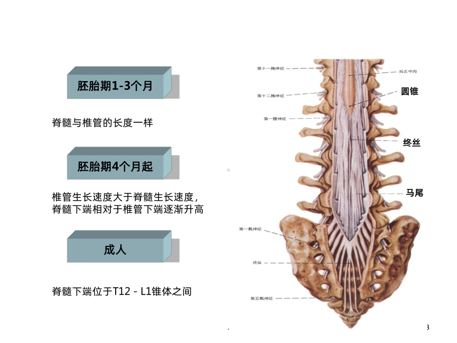 脊髓栓系综合征的护理PPT课件.ppt_第3页