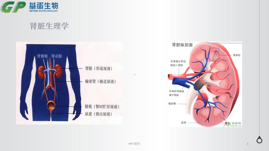 肾脏标志物临床应用-ppt课件.pptx_第3页