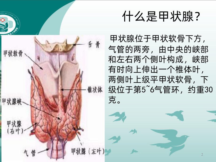 甲状腺包块的护理PPT课件.ppt_第2页