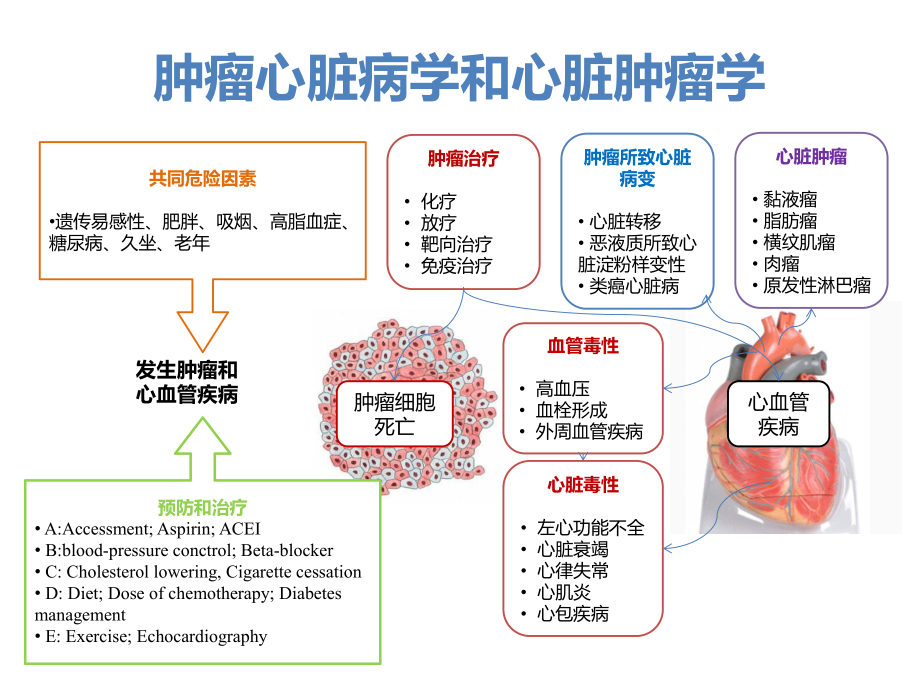 医学肿瘤心脏病学和心脏肿瘤学专题PPT培训课件.ppt_第3页