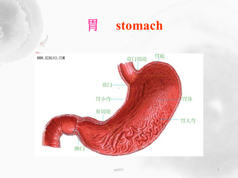 胃粘膜活检病理诊断-ppt课件.ppt_第2页