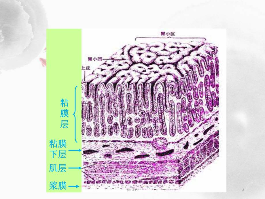 胃粘膜活检病理诊断-ppt课件.ppt_第3页