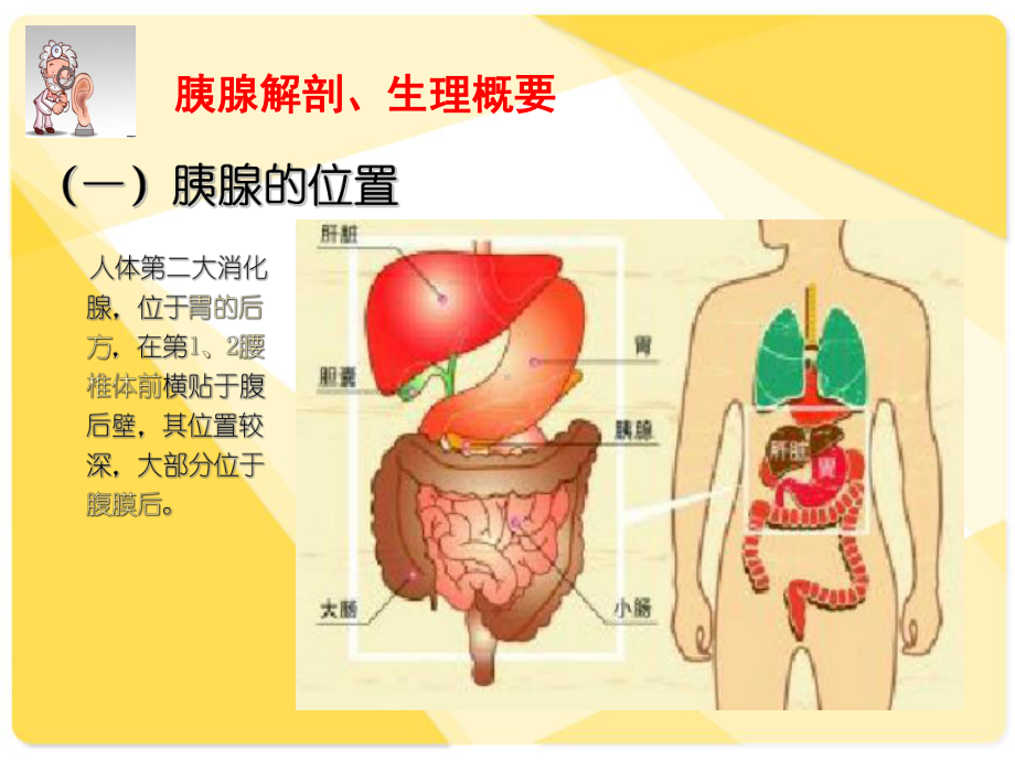 胰腺癌的护理-ppt课件.ppt_第2页