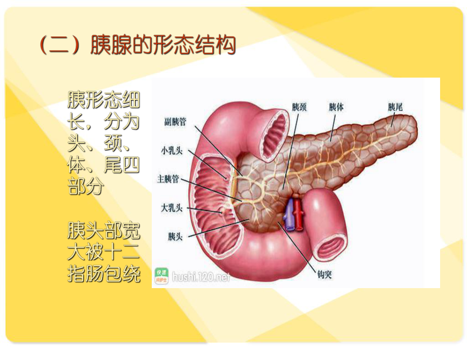 胰腺癌的护理-ppt课件.ppt_第3页