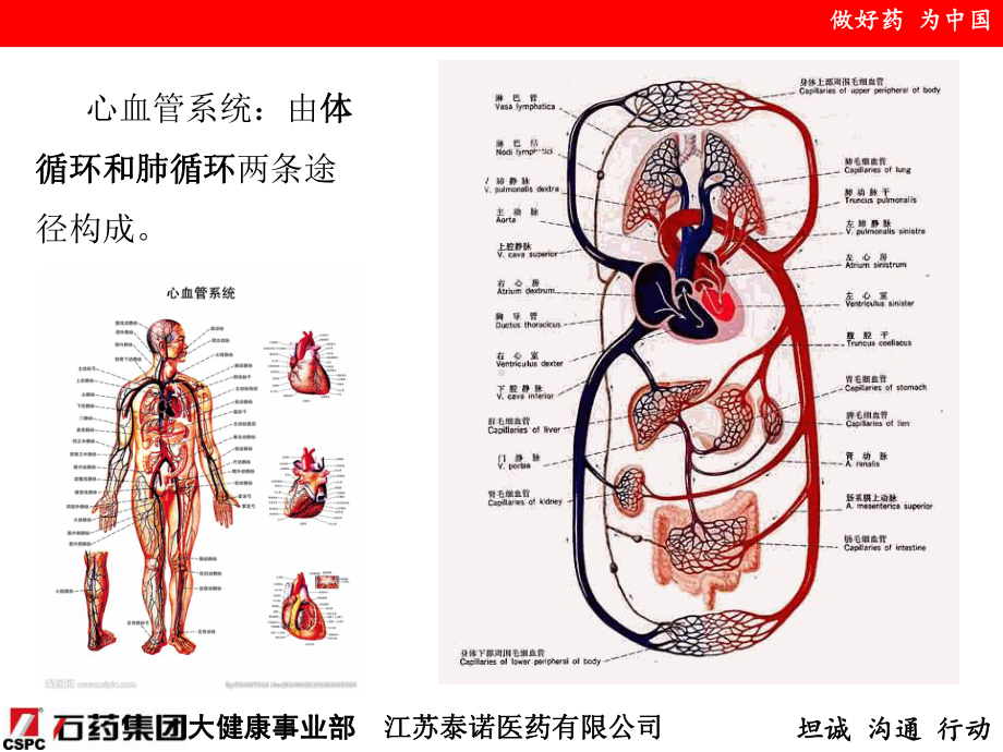 心律失常临床医学-ppt课件.ppt_第3页