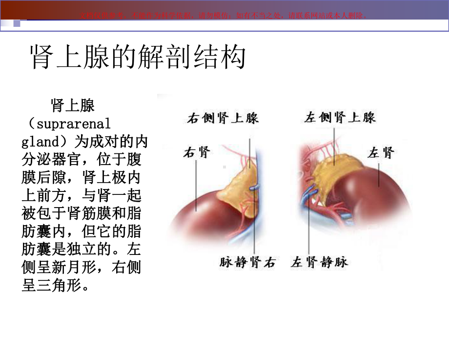 外科学肾上腺疾病外科治疗课件.ppt_第1页