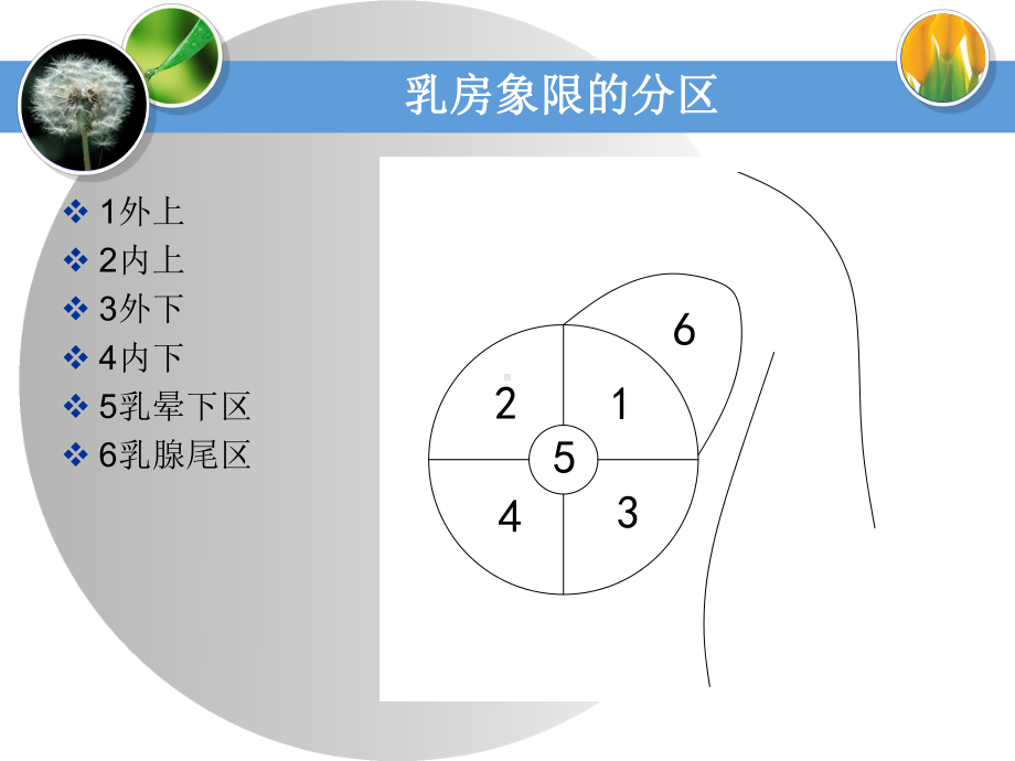 乳腺癌手检课件.ppt_第3页