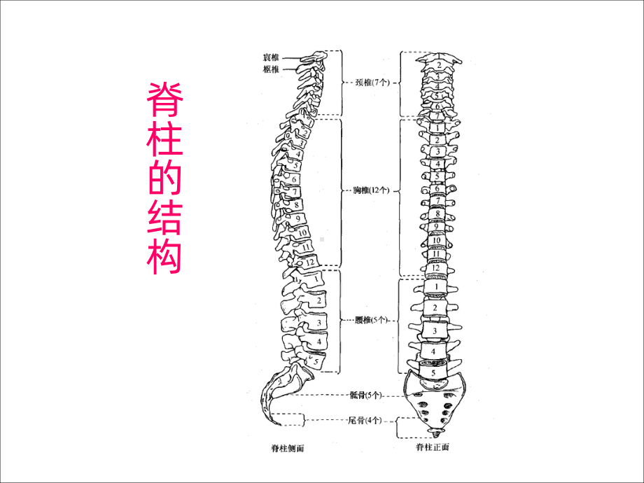 脊髓损伤临床康复治疗PPT课件.ppt_第3页