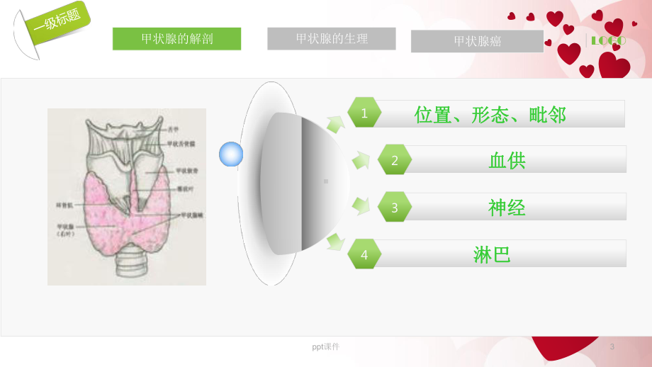 甲状腺-的解剖生理-ppt课件.ppt_第3页