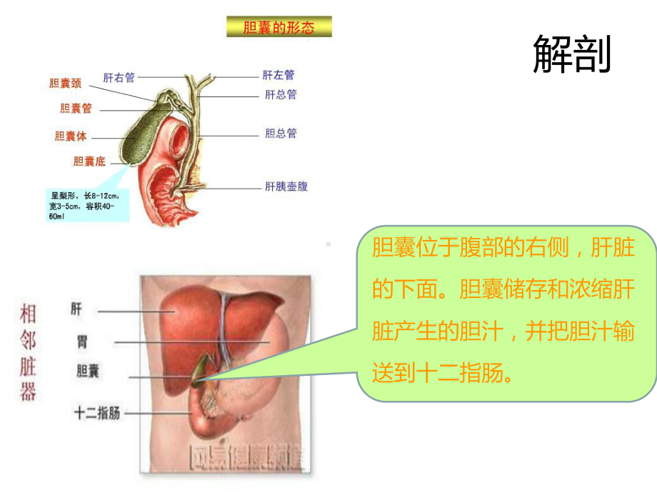 胆囊息肉PPT医学课件.pptx_第2页