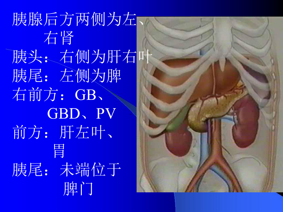 胰腺超声检查-ppt课件.ppt_第3页