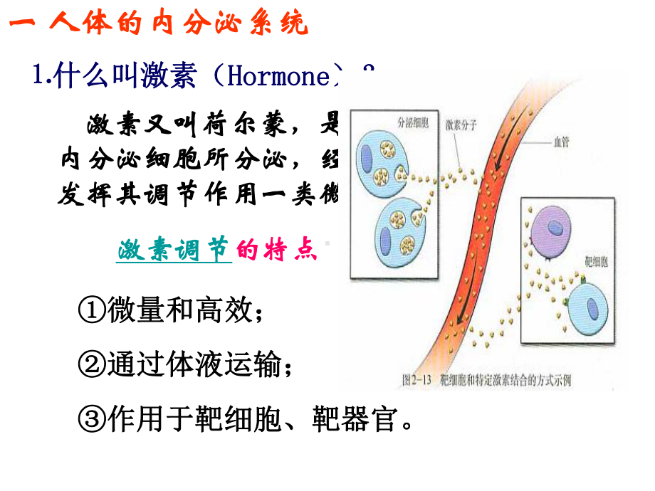 促XX激素释放激素垂体是最重要的内分泌腺课件.ppt_第3页