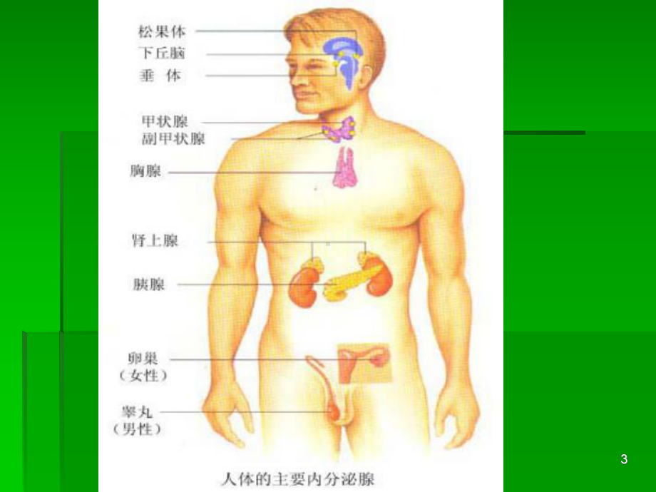 内分泌及代谢疾病常见症状与体征ppt演示课件.ppt_第3页