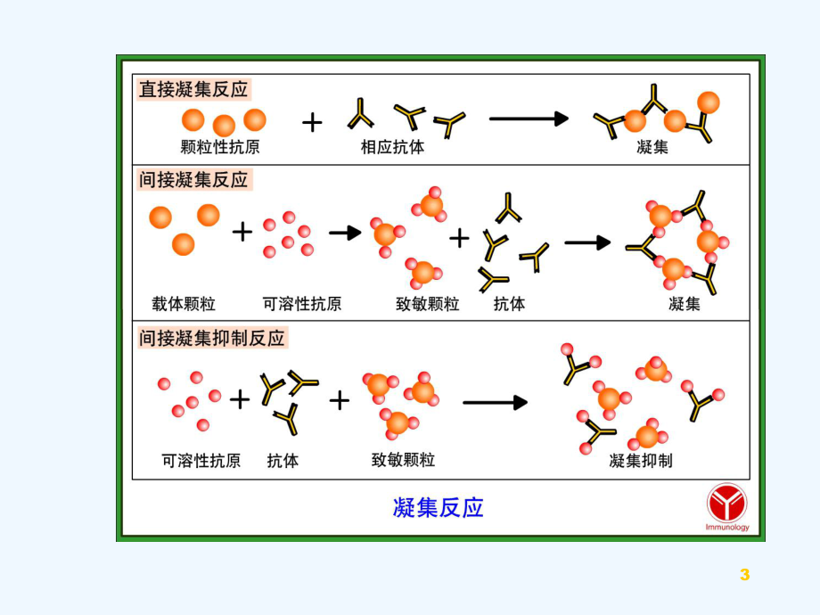 免疫学技术-PPT课件.ppt_第3页