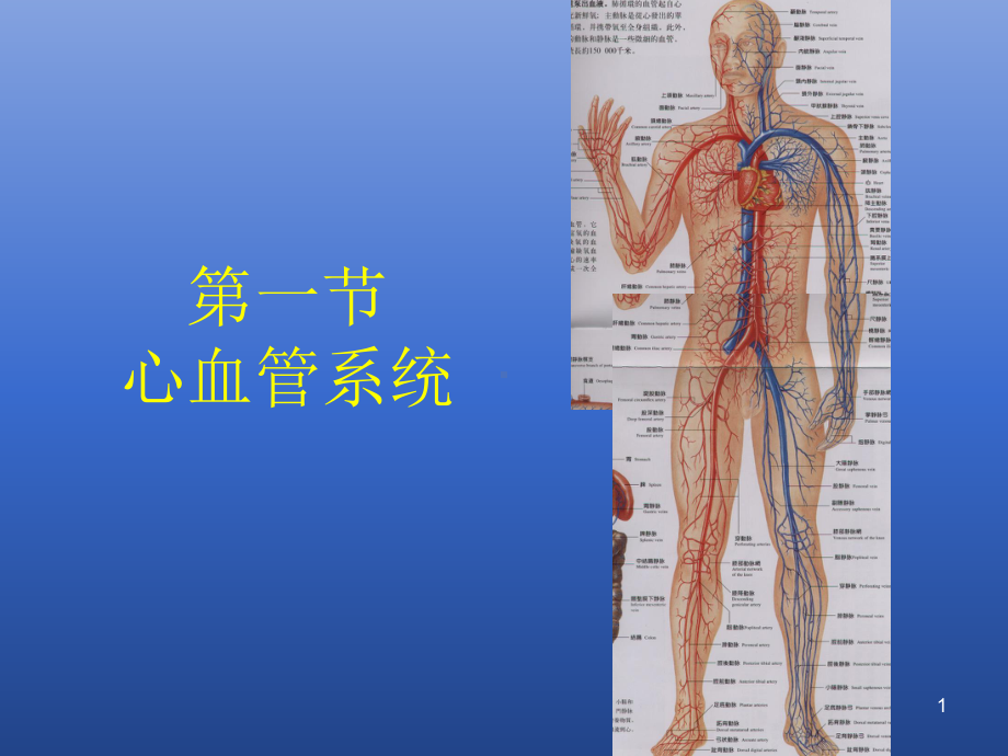 心血管系统讲解课件.ppt_第1页