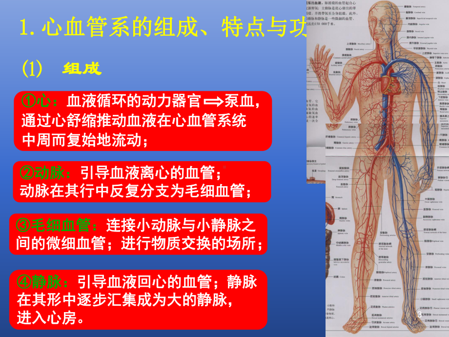 心血管系统讲解课件.ppt_第3页